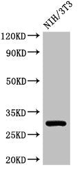 Western Blot | Positive WB detected in: NIH/3T3 whole cell lysate | All lanes: HLA-DQB1 antibody at 3μg/ml | Secondary | Goat polyclonal to rabbit IgG at 1/50000 dilution | Predicted band size: 30 kDa | Observed band size: 30 kDaRabbit anti-Human HLA-DQB1 Polyclonal Antibody
