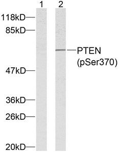 Western blot analysis of extracts from HeLa cells using PTEN (phospho-Ser370) antibody.Rabbit anti-Human PTEN Polyclonal Antibody