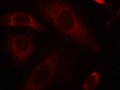 Immunofluorescence staining of methanol-fixed Hela cells using SHP-2(Ab-542) Antibody.Rabbit anti-Human PTPN11 Polyclonal Antibody