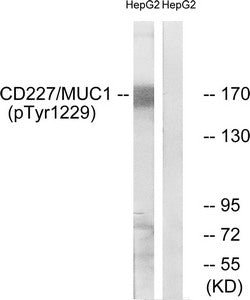 Western blot analysis of extracts from HepG2 cells treated with PMA using CD227/MUC1 (Phospho-Tyr1229) Antibody.The lane on the right is treated with the antigen-specific peptide.Rabbit anti-Human MUC1 Polyclonal Antibody