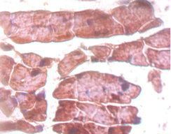 Immunohistochemistry of paraffin-embedded mouse heart tissue using the antibody at dilution of 1:50Rabbit anti-Human TTN Polyclonal Antibody
