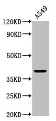Western BlotPositive WB detected in: A549 whole cell lysateAll lanes: WNT3A antibody at 3.5μg/mlSecondaryGoat polyclonal to rabbit IgG at 1/50000 dilutionPredicted band size: 40, 43 kDaObserved band size: 40 kDaRabbit anti-Human WNT3A Polyclonal Antibody