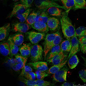 Immunofluorescence staining of methanol-fixed HeLa cells using NF-kappa;B p100 (phospho-ser866) antibody.Rabbit anti-Human NFKB2 Polyclonal Antibody