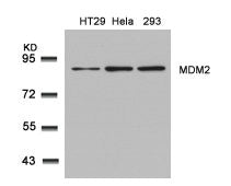 Western blot analysis of extracts from HT29, Hela and 293 cells using MDM2(Ab-166) Antibody.
