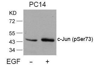 Western blot analysis of extracts from PC14 cells untreated or treated with EGF using c-Jun(Phospho-Ser73) Antibody.