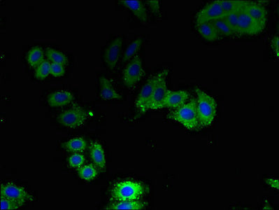 Immunofluorescent analysis of HepG2 cells using AQP1 Antibody at dilution of 1:100 and Alexa Fluor 488-congugated AffiniPure Goat Anti-Rabbit IgG(H+L)Rabbit anti-Human AQP1 Polyclonal Antibody