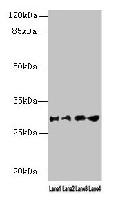 Western blot  | All lanes: AQP1 antibody at 16µg/ml  | Lane 1: Rat heart tissue  | Lane 2: Mouse skeletal muscle tissue  | Lane 3: A549 whole cell lysate  | Lane 4: 293T whole cell lysate  | Secondary  | Goat polyclonal to rabbit IgG at 1/10000 dilution  | Predicted band size: 29, 20, 24, 17 kDa  | Observed band size: 29 kDaRabbit anti-Human AQP1 Polyclonal Antibody