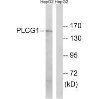Western blot analysis of extracts from COS7 cells treated with EGF (200ng/ml, 30min), using PLCG1 (Ab-771) antibody.Rabbit anti-Human PLCG1 Polyclonal Antibody