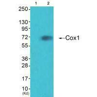Western blot analysis of extracts from HuvEc cells (Lane 2), using Cox1 antiobdy. The lane on the left is treated with systhesized peptide.Rabbit anti-Human PTGS1 Polyclonal Antibody