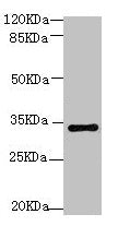 Western Blot | All lanes: Transcription factor SOX-2 antibody at 6μg/ml + 293T whole cell lysate | Secondary | Goat polyclonal to rabbit IgG at 1/15000 dilution | Predicted band size: 34 kDa | Observed band size: 34 kDaRabbit anti-Human SOX2 Polyclonal Antibody