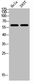 Western Blot analysis of HELA, 293t cells using Antibody diluted at 800. Secondary antibody  was diluted at 1:20000Rabbit anti-Human REL Polyclonal Antibody