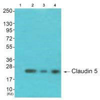 Western blot analysis of extracts from 293 cells (Lane 2), K562 cells (Lane 3) and 3T3 cells (Lane 4), using Claudin 5 antiobdy. The lane on the left is treated with synthesized peptide.Rabbit anti-Human CLDN5 Polyclonal Antibody