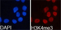 Immunofluorescence analysis of 293T cell using  H3K4me3 antibody. Blue: DAPI for nuclear staining.Rabbit anti-Human HIST3H3 Polyclonal Antibody