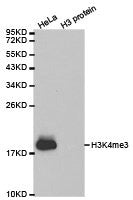 Western blot analysis of extracts of HeLa cell line and H3 protein expressed in E.coli., using H3K4me3 antibody.Rabbit anti-Human HIST3H3 Polyclonal Antibody