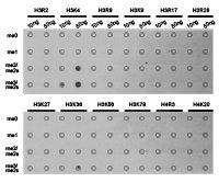 Dot-blot analysis of all sorts of methylation peptides  using H3K4me3 antibody.Rabbit anti-Human HIST3H3 Polyclonal Antibody