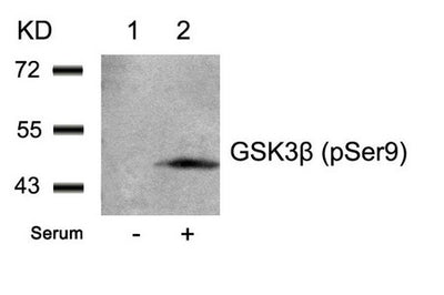 Western blot analysis of extracts from 293 cells untreated(lane 1) or treated with serum(lane 2) using GSK3β(Phospho-Ser9) Antibody.Rabbit anti-Human GSK3B Polyclonal Antibody