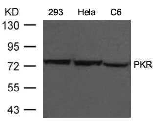 Western blot analysis of extracts from 293, Hela and C6 cells using PKR(Ab-446) Antibody.Rabbit anti-Human EIF2AK2 Polyclonal Antibody