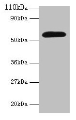 Western blot  | All lanes: Angpt2 antibody at 2µg/ml + Mouse lung tissue  | Secondary  | Goat polyclonal to rabbit IgG at 1/10000 dilution  | Predicted band size: 57 kDa  | Observed band size: 57 kDaRabbit anti-Mus musculus (Mouse) Angpt2 Polyclonal Antibody