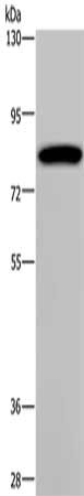 Gel: 6%SDS-PAGE, Lysate: 40 μg, Lane: K562 cells, Primary antibody: PCDHAC1 Antibody(PCDHAC1 Antibody) at dilution 1/200, Secondary antibody: Goat anti rabbit IgG at 1/8000 dilution, Exposure time: 1 minuteRabbit anti-Human PCDHAC1 Polyclonal Antibody