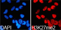Immunofluorescence analysis of 293T cell using  H3K27me2 antibody. Blue: DAPI for nuclear staining.Rabbit anti-Human HIST3H3 Polyclonal Antibody