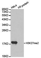 Western blot analysis of extracts of HeLa cell line and H3 protein expressed in E.coli., using H3K27me2antibody.Rabbit anti-Human HIST3H3 Polyclonal Antibody