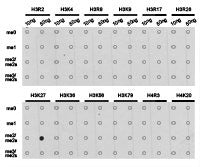 Dot-blot analysis of all sorts of methylation peptides  using H3K27me2 antibody.Rabbit anti-Human HIST3H3 Polyclonal Antibody