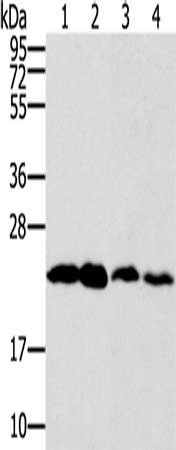 Gel: 12%SDS-PAGE, Lysate: 40 μg, Lane 1-4: Hela cells, hepg2 cells, RAW264.7 cells, NIH/3T3 cells, Primary antibody: RAB9A Antibody(RAB9A Antibody) at dilution 1/250, Secondary antibody: Goat anti rabbit IgG at 1/8000 dilution, Exposure time: 30 secondsRabbit anti-Human RAB9A Polyclonal Antibody
