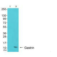 Western blot analysis of extracts from K562 cells (Lane 2), using Gastrin antiobdy. The lane on the left is treated with synthesized peptide.Rabbit anti-Human GAST Polyclonal Antibody