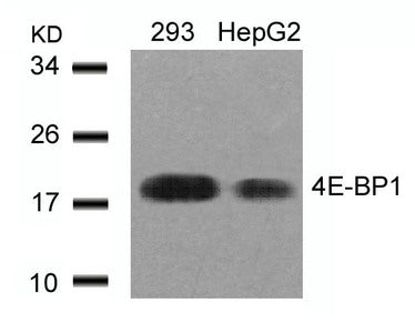 Western blot analysis of extracts from 293 and HepG2 cells using 4E-BP1(Ab-45) Antibody.Rabbit anti-Human EIF4EBP1 Polyclonal Antibody