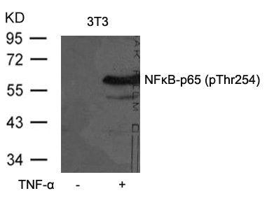 Western blot analysis of extracts from 3T3 cells untreated or treated with TNF-a using NFkB-p65(Phospho-Thr254) Antibody.Rabbit anti-Human RELA Polyclonal Antibody