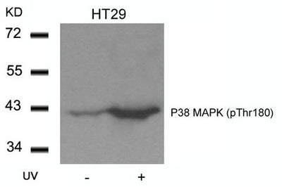 Western blot analysis of extracts from HT29 cells untreated or treated with UV using P38 MAPK(Phospho-Thr180) Antibody.