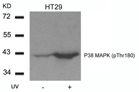 Western blot analysis of extracts from HT29 cells untreated or treated with UV using P38 MAPK(Phospho-Thr180) Antibody.