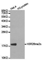 Western blot analysis of extracts of HeLa cell line and H3 protein expressed in E.coli., using H3R26me2s antibody.Rabbit anti-Human HIST3H3 Polyclonal Antibody