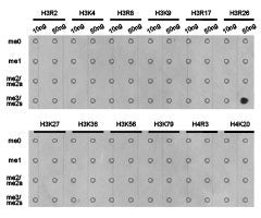 Dot-blot analysis of all sorts of methylation peptides using H3R26me2s antibody.Rabbit anti-Human HIST3H3 Polyclonal Antibody