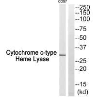 Western blot analysis of extracts from COS7 cells, using Cytochrome c-type Heme Lyase antibody.Rabbit anti-Human HCCS Polyclonal Antibody