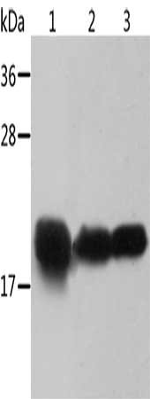 Gel: 12%SDS-PAGE, Lysate: 40 μg, Lane 1-3: Mouse heart tissue, human chromaffin cell tumor tissue, mouse muscle tissue, Primary antibody: CRYAB Antibody(CRYAB Antibody) at dilution 1/500, Secondary antibody: Goat anti rabbit IgG at 1/8000 dilution, Exposure time: 1 minuteRabbit anti-Human CRYAB Polyclonal Antibody