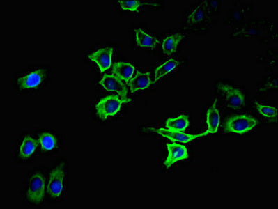 Immunofluorescent analysis of A549 cells using ATP1A1 Antibody at dilution of 1:100 and Alexa Fluor 488-congugated AffiniPure Goat Anti-Rabbit IgG(H+L)