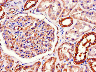 Immunohistochemistry of paraffin-embedded human kidney tissue using the antibody at dilution of 1:100