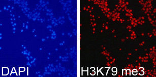 Immunofluorescence analysis of 293T cell using H3K79me3 antibody. Blue: DAPI for nuclear staining.Rabbit anti-Human HIST3H3 Polyclonal Antibody