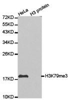 Western blot analysis of extracts of HeLa cell line and H3 protein expressed in E.coli., using H3K79me3 antibody.Rabbit anti-Human HIST3H3 Polyclonal Antibody