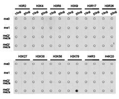 Dot-blot analysis of all sorts of methylation peptides using H3K79me3 antibody.Rabbit anti-Human HIST3H3 Polyclonal Antibody
