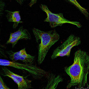 Immunofluorescence staining of methanol-fixed Hela cells using BCL-2(Ab-56) Antibody.