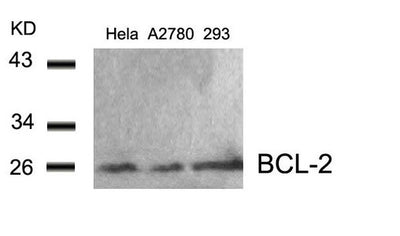 Western blot analysis of extracts from Hela, A2780 and 293 cells using BCL-2(Ab-56) Antibody.