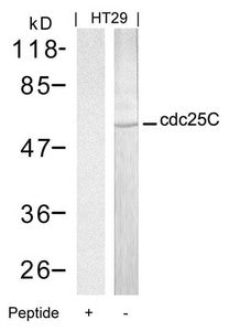 Western blot analysis of extracts from HT29 cells using cdc25C(Ab-216) Antibody and the same antibody preincubated with blocking peptide.Rabbit anti-Human CDC25C Polyclonal Antibody