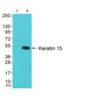 Western blot analysis of extracts from colo cells (Lane 2), using Keratin 15 antiobdy. The lane on the left is treated with synthesized peptide.