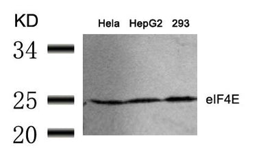 Western blot analysis of extracts from Hela, HepG2 and 293 cells using eIF4E(Ab-209) Antibody.Rabbit anti-Human EIF4E Polyclonal Antibody