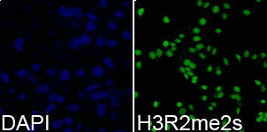 Immunofluorescence analysis of 293T cell using H3R2me2s antibody. Blue: DAPI for nuclear staining.Rabbit anti-Human HIST3H3 Polyclonal Antibody