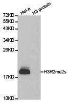 Western blot analysis of extracts of HeLa cell line and H3 protein expressed in E.coli., using H3R2me2s antibody.Rabbit anti-Human HIST3H3 Polyclonal Antibody