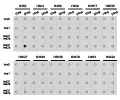 Dot-blot analysis of all sorts of methylation peptides using H3R2me2s antibody.Rabbit anti-Human HIST3H3 Polyclonal Antibody