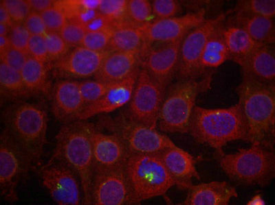 Immunofluorescence staining of methanol-fixed MCF7 cells using VEGFR2(Phospho-Tyr951) Antibody.